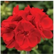 geranium-red.jpg