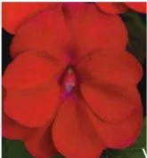impatiens-ng-red.jpg