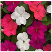 impatiens-mixed.png