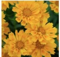coreopsis.jpg