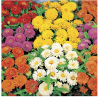 zinnia-dreamland-dwarf.png