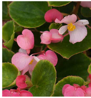 begonia-wax-pink.png