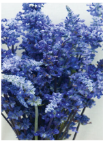 salvia-blue.png