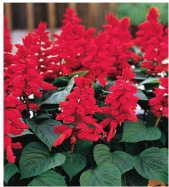 salvia-red.png