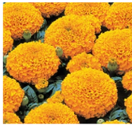 marigold-tall-orange.png