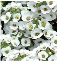 alyssum.png