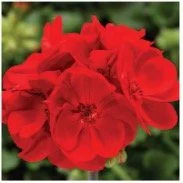 geranium-patio-red.jpg