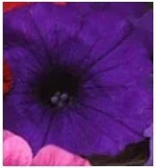 petunia-wave-purple.jpg