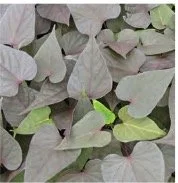 sweet-potato-vine.jpg