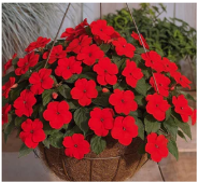 impatiens-red.png
