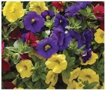 calibrachoa.jpg