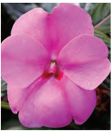 hanging-10-impatiens-NG-pink.png