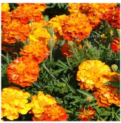marigold-dwarf.png