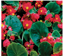 begonia-wax-red.png