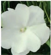 impatiens-ng-10.jpg