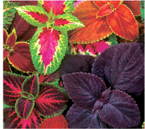 coleus.png
