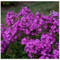 phlox.jpg