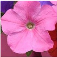 petunia-wave-pink.jpg