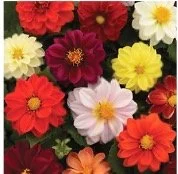 dahlia-patio-pot.jpg