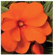 impatiens-ng-orange.jpg