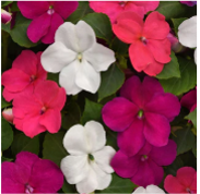 hanging-10-impatiens-mixed.png