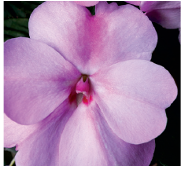 hanging-10-impatiens-NG-lavender.png