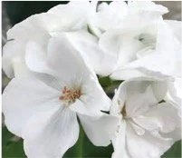 geranium-white.jpg