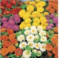 zinnia-patio-pot.jpg