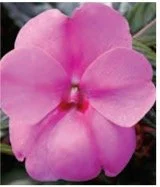 impatiens-ng-pink.jpg