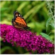 butterfly-bush.jpg