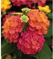 lantana-patio-pot.jpg