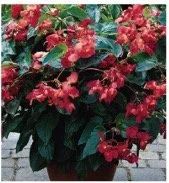 begonia-dragon-wing.jpg
