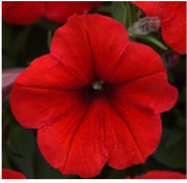 petunia-red.png