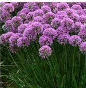allium.jpg
