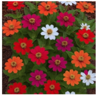 zinnia-profusion-dwarf.png