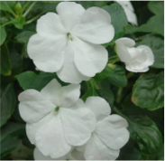 impatiens-white.png