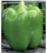 pepper-green-bell.jpg