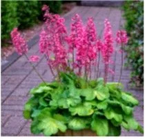 heuchera.jpg