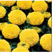marigold-tall-yellow.png
