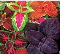 coleus-patio-pot.jpg