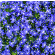 lobelia.png