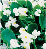 begonia-wax-white.png
