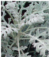 dusty-miller.png