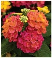 lantana-10.jpg