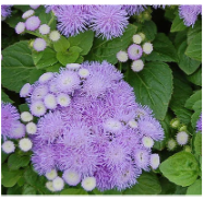 ageratum.png