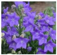 balloon-flower.jpg