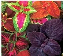 coleus-10.jpg
