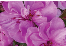 hanging-10-geranium-lavender.png