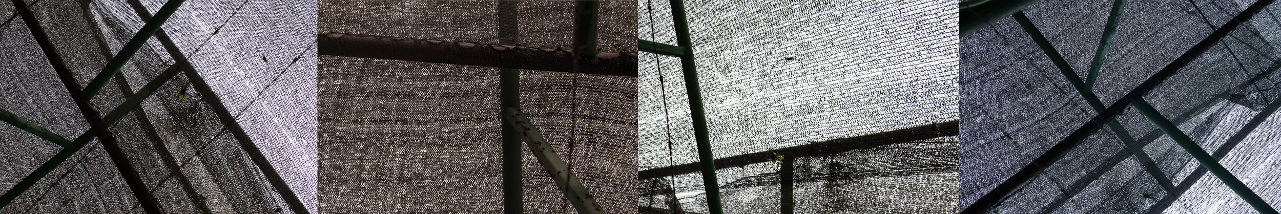 Greenhouse, Panama, 2017