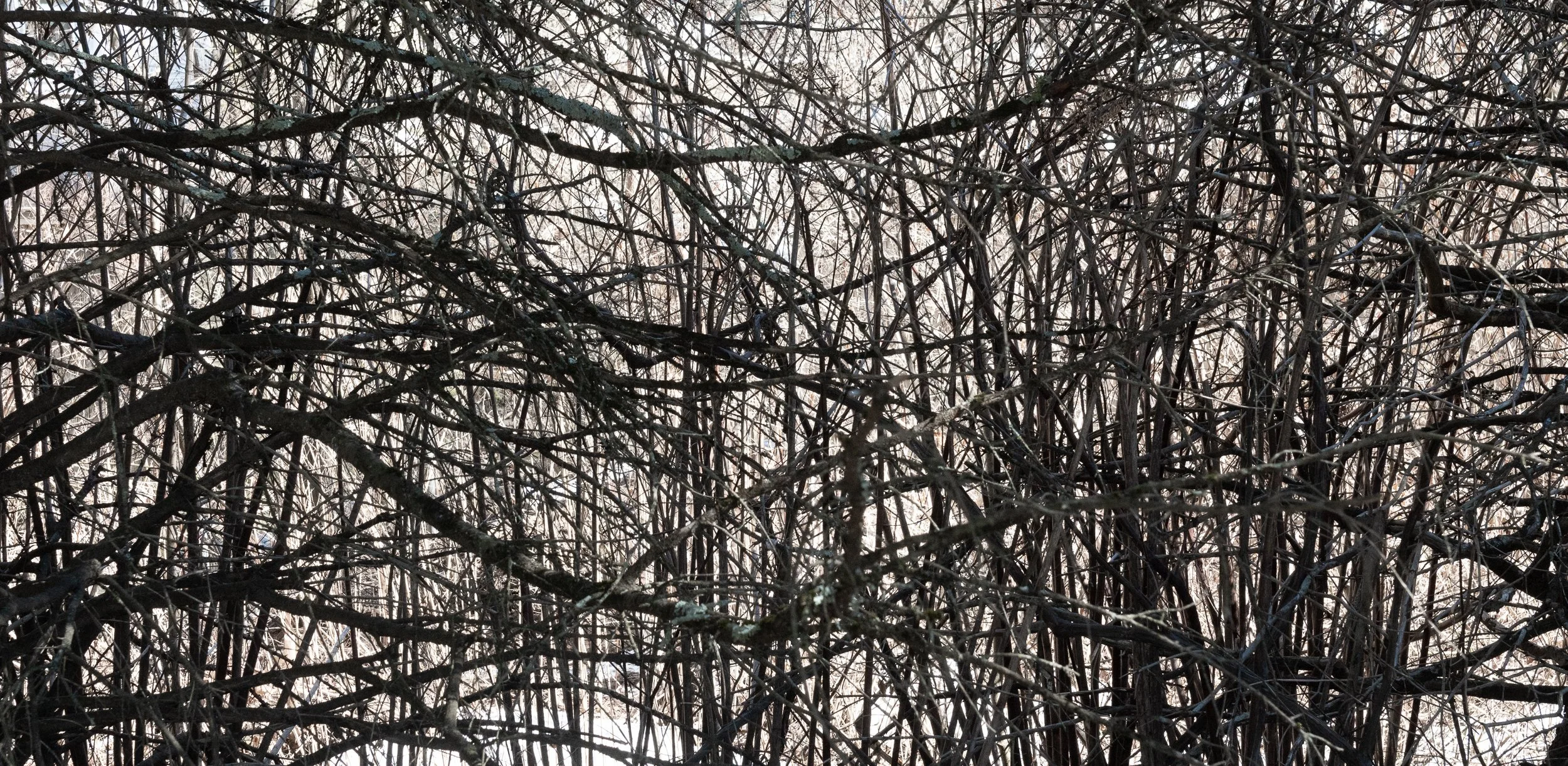 Tangled, Ridgefield, CT, March 9, 2026